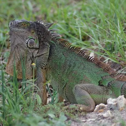 thumbnail for publication: Large Lizard Lineup for South Florida
